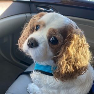 Meet your Posher, Diana